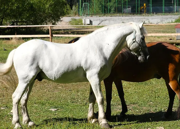 Hotel Fisherman's Hut Family Beden